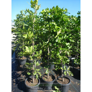 Cupaniopsis Anacardioides 300Mm Pot With Common Names Tuckeroo Carrotwood Beach Tamarind And