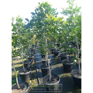 Cupaniopsis Anacardioides 400Mm Pot With Common Names Tuckeroo Carrotwood Beach Tamarind And