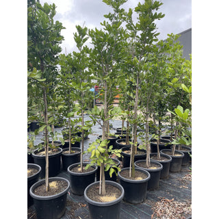 Cupaniopsis Anacardioides 400Mm Pot With Common Names Tuckeroo Carrotwood Beach Tamarind And