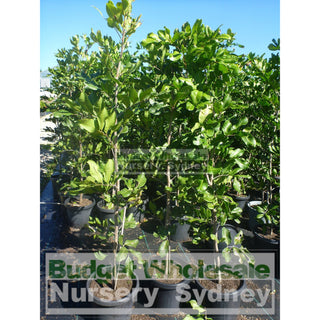 Cupaniopsis Anacardioides 400Mm Pot With Common Names Tuckeroo Carrotwood Beach Tamarind And