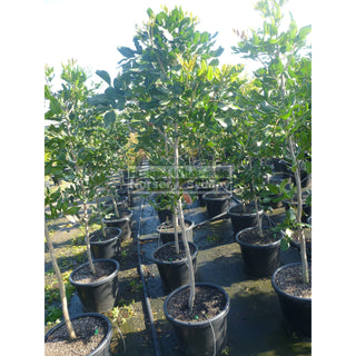 Cupaniopsis Anacardioides 400Mm Pot With Common Names Tuckeroo Carrotwood Beach Tamarind And