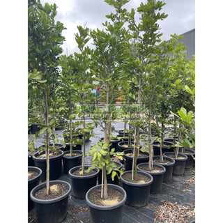 Cupaniopsis Anacardioides 400Mm Pot With Common Names Tuckeroo Carrotwood Beach Tamarind And