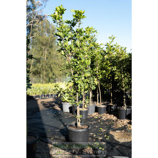 Cupaniopsis Anacardioides 75Lt Bag / 500Mm Pot Plants