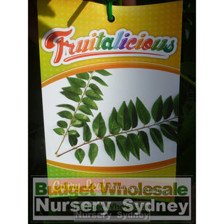 Curry Leaf Plant Murraya Koenigi (Curry) 5Ltr Default Type
