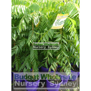 Curry Leaf Plant Murraya Koenigi (Curry) 5Ltr Default Type