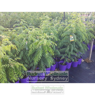 Curry Leaf Plant Murraya Koenigi (Curry) 5Ltr Default Type