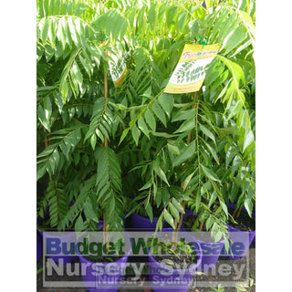 Curry Leaf Plant Murraya Koenigi (Curry) 5Ltr Default Type