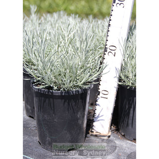 Curry Plant 140Mm Pots. Helichrysum Italicum Plants