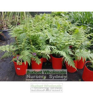 Cyathea Cooperi - Australian Tree Fern 200Mm Pots Gift Card