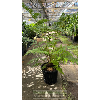 Cyathea Cooperii Lacy Tree Fern Large 300Mm Gift Card