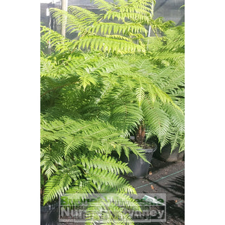 Cyathea Cooperii Lacy Tree Fern Large 300Mm Gift Card