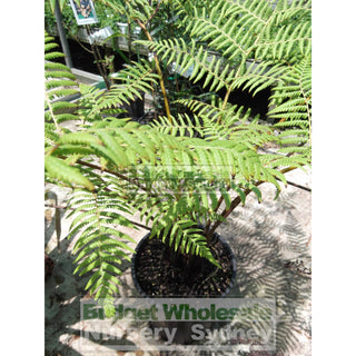 Cyathea Cooperii Lacy Tree Fern Large 300Mm Gift Card