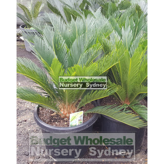 Cycas Revoluta 300Mm Pots Default Type