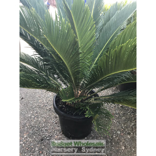 Cycas Revoluta 300Mm Pots Default Type