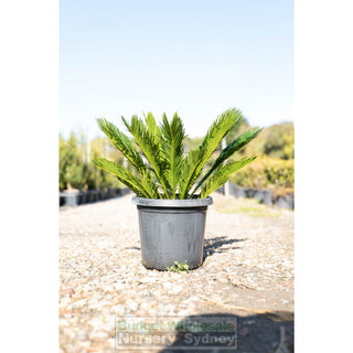 Cycas Revoluta 300Mm Pots Default Type