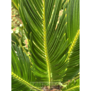 Cycas Revoluta 300Mm Pots Default Type