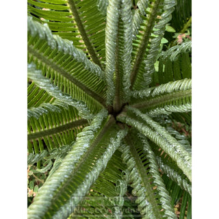 Cycas Revoluta 300Mm Pots Default Type