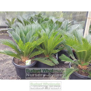 Cycas Revoluta 300Mm Pots Default Type