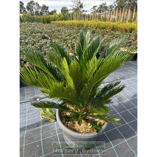 Cycas Revoluta 400mm Pots Default type