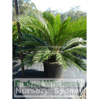 Cycas Revoluta 400Mm Pots Default Type