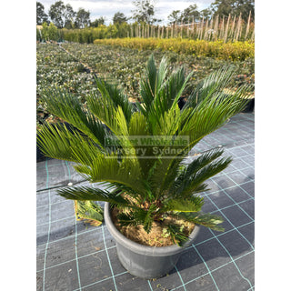Cycas Revoluta 400mm Pots Default type