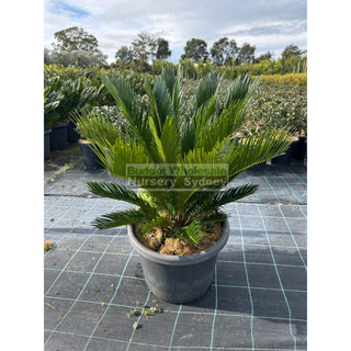 Cycas Revoluta 400mm Pots Default type