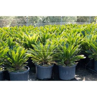 Cycas Revoluta 500Mm Pots Default Type