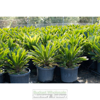 Cycas Revoluta 500Mm Pots Default Type