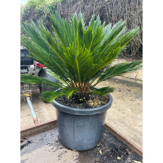 Cycas Revoluta 500Mm Pots Default Type