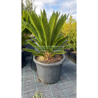 Cycas Revoluta 500Mm Pots Default Type