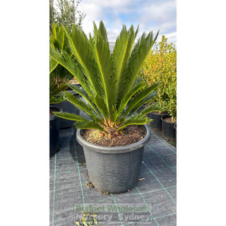 Cycas Revoluta 500Mm Pots Default Type
