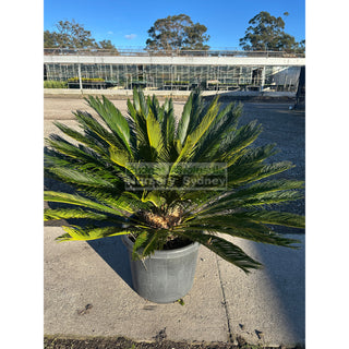 Cycas Revoluta 500mm Pots Default type