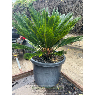 Cycas Revoluta 500Mm Pots Default Type