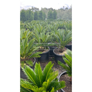 Cycas Revoluta 500Mm Pots Default Type