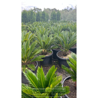 Cycas Revoluta 500Mm Pots Default Type