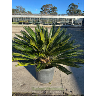 Cycas Revoluta 500mm Pots Default type