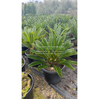 Cycas Revoluta 500Mm Pots Default Type