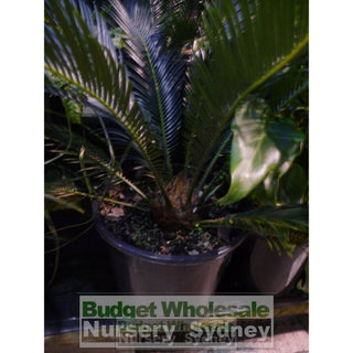 Cycas Revoluta Small 200Mm Pots Default Type