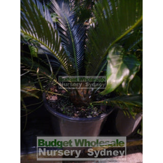 Cycas Revoluta Small 200Mm Pots Default Type