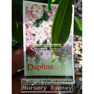 Daphne Odora 140Mm Fragrant Flowers Default Type