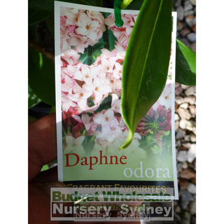 Daphne Odora 140Mm Fragrant Flowers Default Type