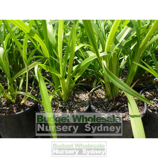 Blue Flax Lily Dianella Caerulea 140Mm Pot Plants