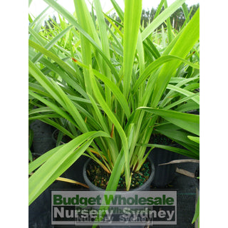 Blue Flax Lily Dianella Caerulea 140Mm Pot Plants