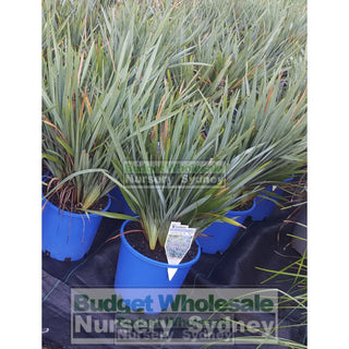 Dianella Cassa Blue (Flax Lily) 200Mm Default Type