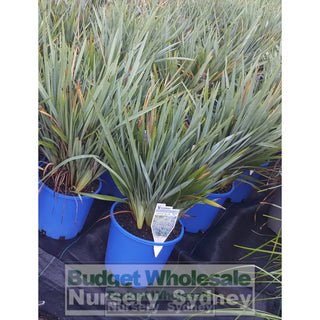 Dianella Cassa Blue (Flax Lily) 200Mm Default Type