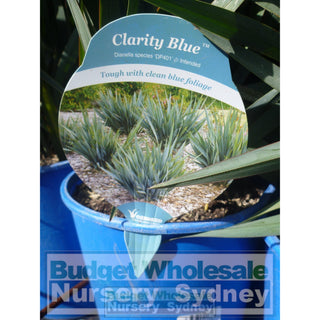 Dianella Clarity Blue (Flax Lily) Large 200Mm Pot Default Type