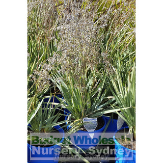 Dianella Clarity Blue (Flax Lily) Large 200Mm Pot Default Type