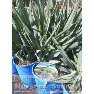 Dianella Clarity Blue (Flax Lily) Large 200Mm Pot Default Type