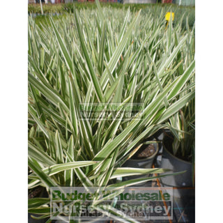Dianella Hybrid Variegated (Flax Lily) 140Mm Default Type