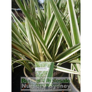 Dianella Hybrid Variegated (Flax Lily) 140Mm Default Type